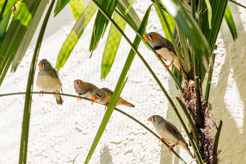Birds at dentist office in Brandon, FL