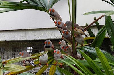 Birds in an aviary at dentist in Brandon, FL